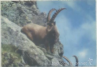 Postkarten: POSTAL DE ANIMALES. BOUQUETIN SUR LES ROCHERS   P-ANI-011