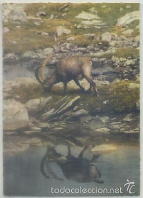 Postcards: POSTAL DE ANIMALES. BOUQUETIN AU BORD DE L'EAU   P-ANI-012