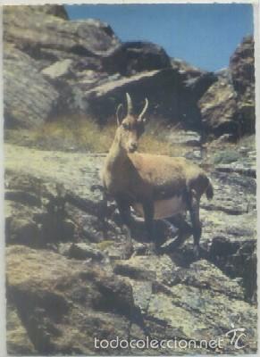 Postkarten: POSTAL DE ANIMALES. BOUQUETIN FEMELLE   P-ANI-013