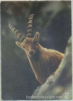 Postkarten: POSTAL DE ANIMALES. TETE DE BOUQUETIN   P-ANI-014