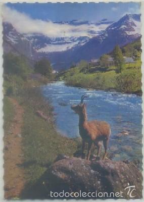 Postkarten: POSTAL DE ANIMALES. L'ISARD, CHAMOIS DES PYRENEES   P-ANI-015