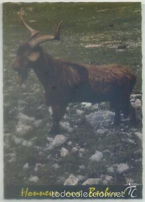 Postkarten: POSTAL DE ANIMALES. HONNEUR AUX BARBUS   P-ANI-016
