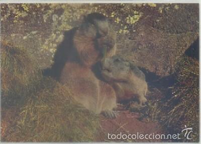 Cartes Postales: POSTAL DE ANIMALES. MARMOTTES   P-ANI-019