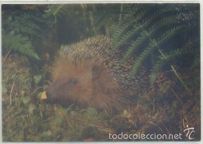 Postkarten: POSTAL DE ANIMALES. HERISSON   P-ANI-020