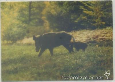 Cartes Postales: POSTAL DE ANIMALES. DANS LES FOREST DE FRANCE   P-ANI-021