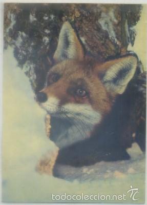 Cartes Postales: POSTAL DE ANIMALES. RENARD QUITTANT SON TERRIER   P-ANI-022