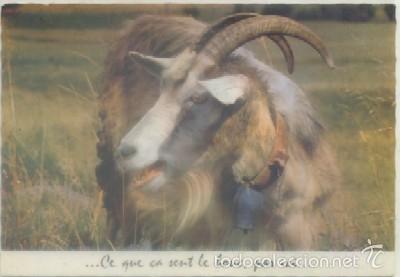 Cartes Postales: POSTAL DE ANIMALES. CE QUE CA SENT LE BONE, PAR ICI&hellip;.   P-ANI-023