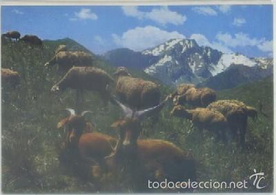 Cartes Postales: POSTAL DE ANIMALES. LES ALPES PETTORESQUES. BOTES DE TRANSHUMANCE   P-ANI-024