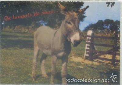 Cartes Postales: POSTAL DE ANIMALES. JE LANGUIS DE VOUS&hellip;.    P-ANI-025