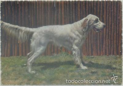Postcards: POSTAL DE ANIMALES. PERRO     P-ANI-030