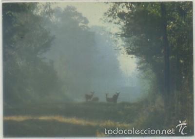 Postcards: POSTAL DE ANIMALES. DANS LES FORETS DE FRANCE   P-ANI-033