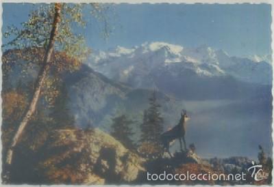 Postcards: POSTAL DE ANIMALES. LES PYRENEES. ISARD N&ordm; 709   P-ANI-034