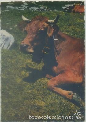 Postcards: POSTAL DE ANIMALES. RELAXE&hellip; PP 2650   P-ANI-035