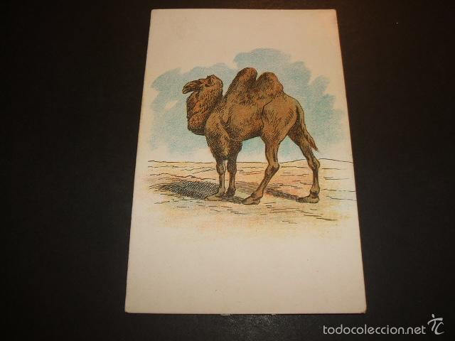 Postales: DROMEDARIO POSTAL CROMOLITOGRAFICA - Foto 1