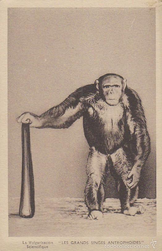 Postales: gorila, postal de los a&ntilde;os 20 - Foto 1