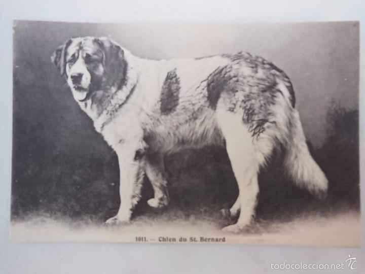 Postcards: Antigua Postal  : Chien du St Bernard