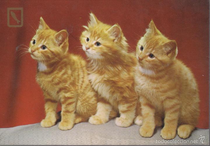 Cartes Postales: postal de gatos  - gato -