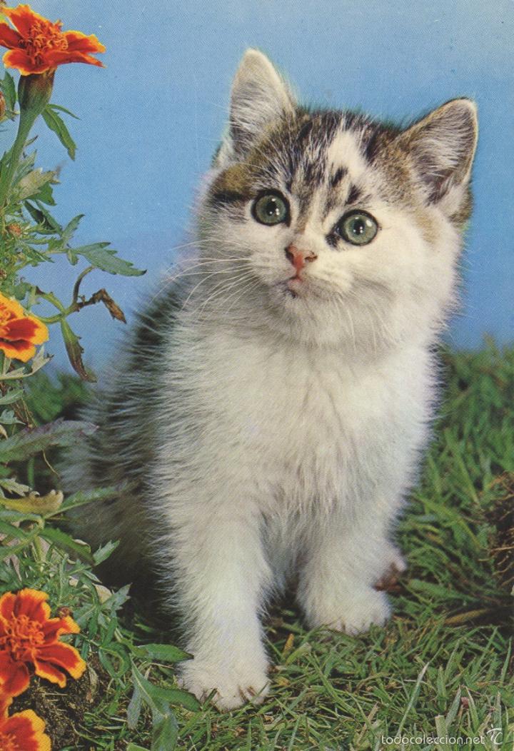 Cartes Postales: postal de animales gato