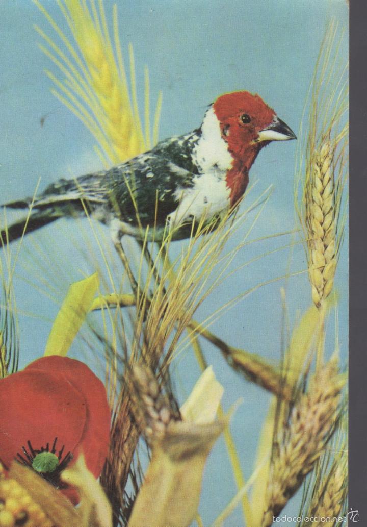 Cartes Postales: postal de un pajaro en el trigo - cadernera