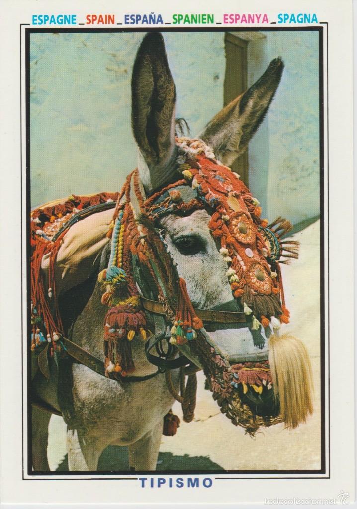 Cartes Postales: (672) ESPA&Ntilde;A. TIPISMO. BURRITO