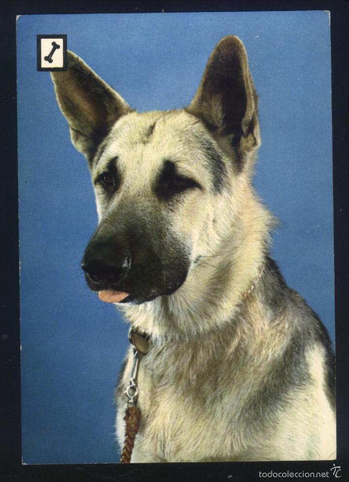 Postales: A-2974- POSTAL CON PERRO. - Foto 1