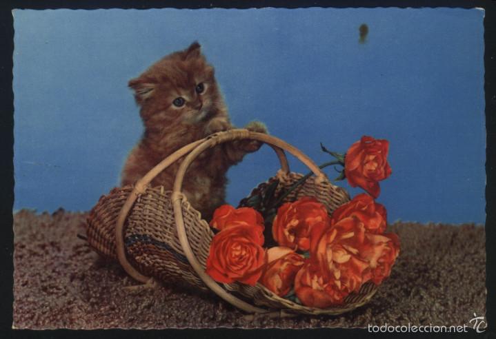 Postales: A-2975- POSTAL CON GATO Y FLORES. - Foto 1
