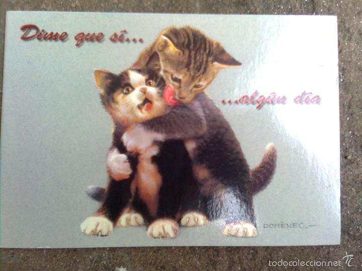 Cartes Postales: Postal domenec - Serie gatitos - gatos jugando - Dime que s&iacute; alg&uacute;n d&iacute;a - Fisa escudo de oro 1998 -