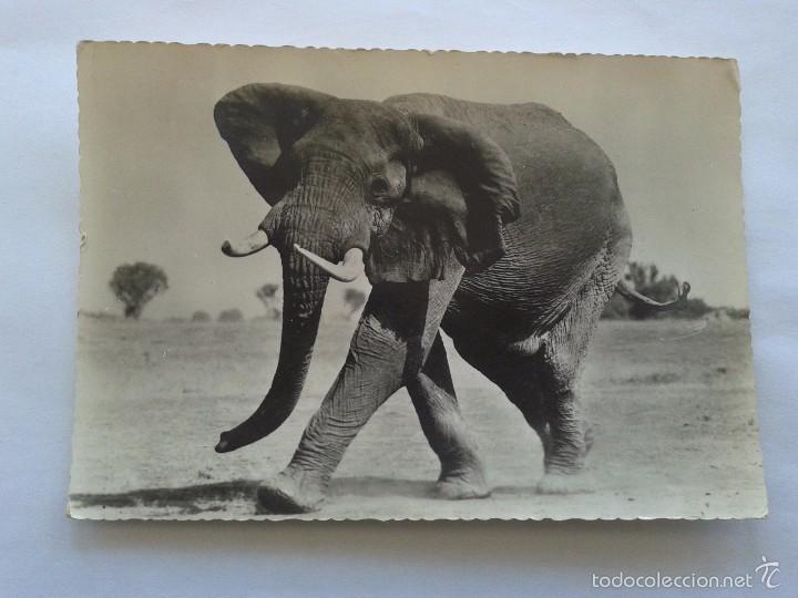 Postales: POSTAL -- ELEPHANT CHARGEANT -- USADA -- - Foto 1