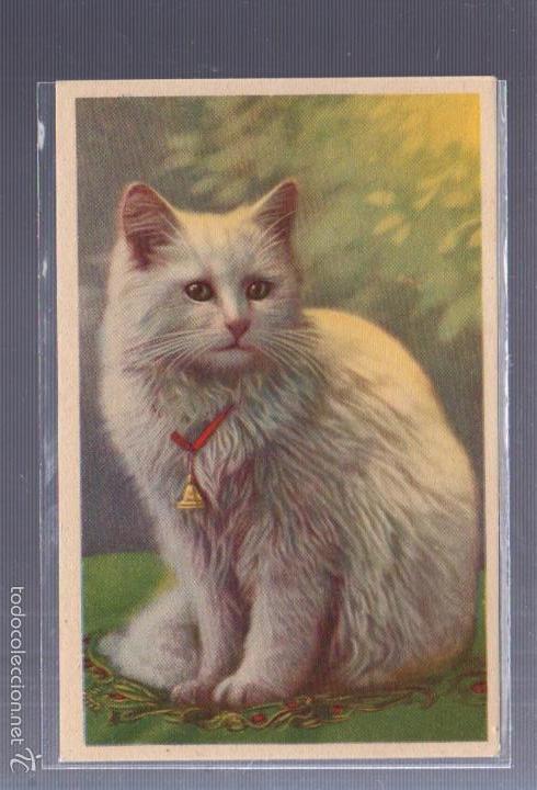 Postais: TARJETA POSTAL. ANIMALES. GATO CON CASCABEL. 643.2