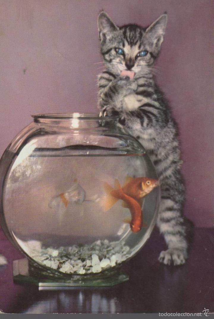 Cartes Postales: postal de animales gato pez en pecera - carpa dorada