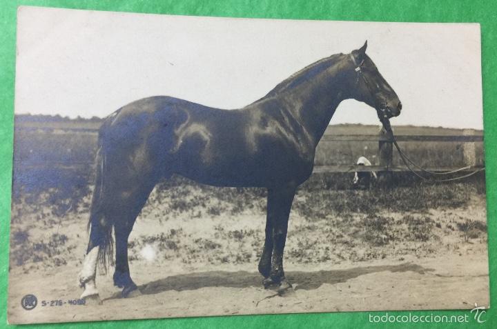 Cartes Postales: Antigua postal de un caballo