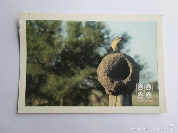 Cartes Postales: ANIMALES SIN HOGAR NIDO DE HORNERO  BIRD ANIMAUX HOMELESS ANIMALS