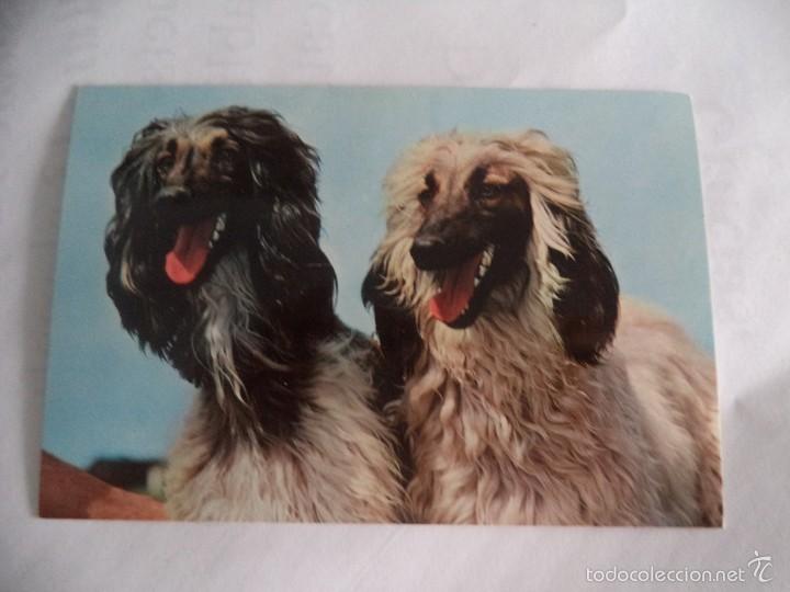 Cartes Postales: Postal de 2 preciosos perros