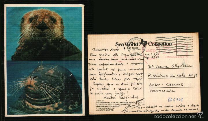 Cartes Postales: SEA WORLD COLLECTION OF TEXAS  - THIS FRIENDLY SEA OTTER AND SLEEPY SEAL AWAIT.. - Postcard 1990