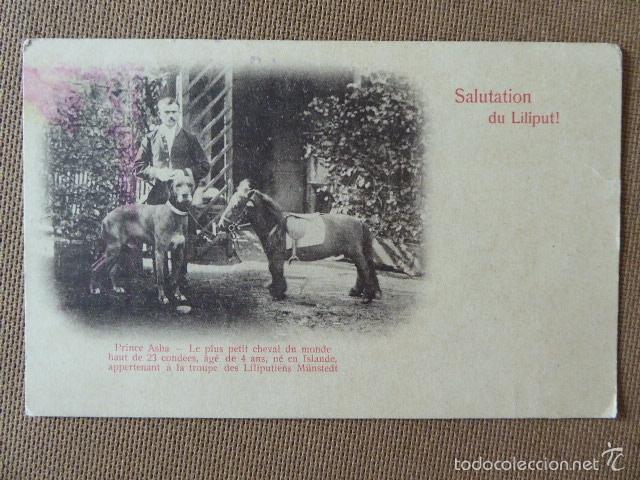 Postales: SALUTATION DU LILIPUT.  PRINCE ASHA. LE PLUS PETIT CHEVAL DU MONDE...    DORSO SIN DIVIDIR.