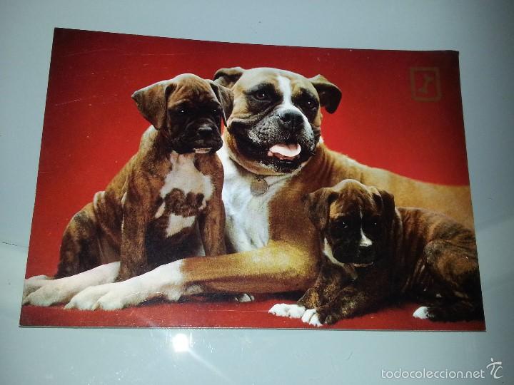 Cartes Postales: ANTIGUA POSTAL SERIE 3066 / 2 PERROS BOXER EDICIONES FISA ESCUDO DE ORO A&Ntilde;OS 60
