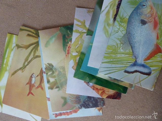 Cartes Postales: LOTE DE 11 POSTALES DISTINTAS  DE PECES.  ED. T.F.H.  USA.