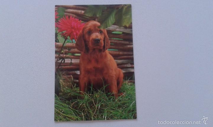 Cartes Postales: Postal -- Cachorro de perro Setter Irland&eacute;s pelirojo -- con sello 8 pta