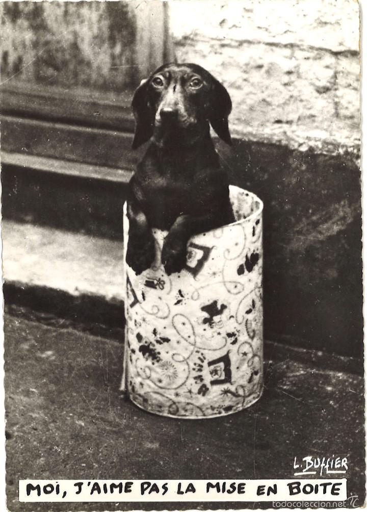 Cartes Postales: Postal francesa. Perro. Circulada, 1963