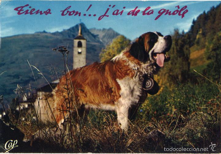 Cartes Postales: Perro San Bernardo. Circulada, 1970