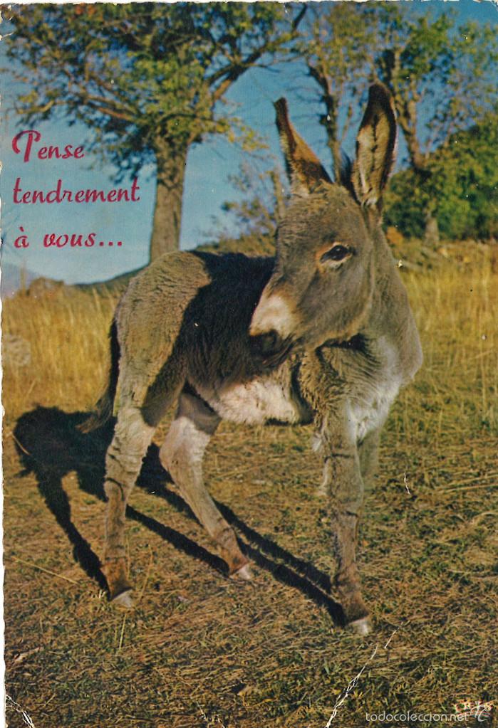 Cartes Postales: Burro.