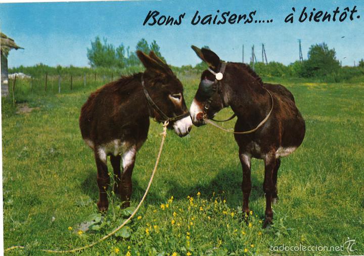 Postales: Burros. Escrita, 1986 - Foto 2