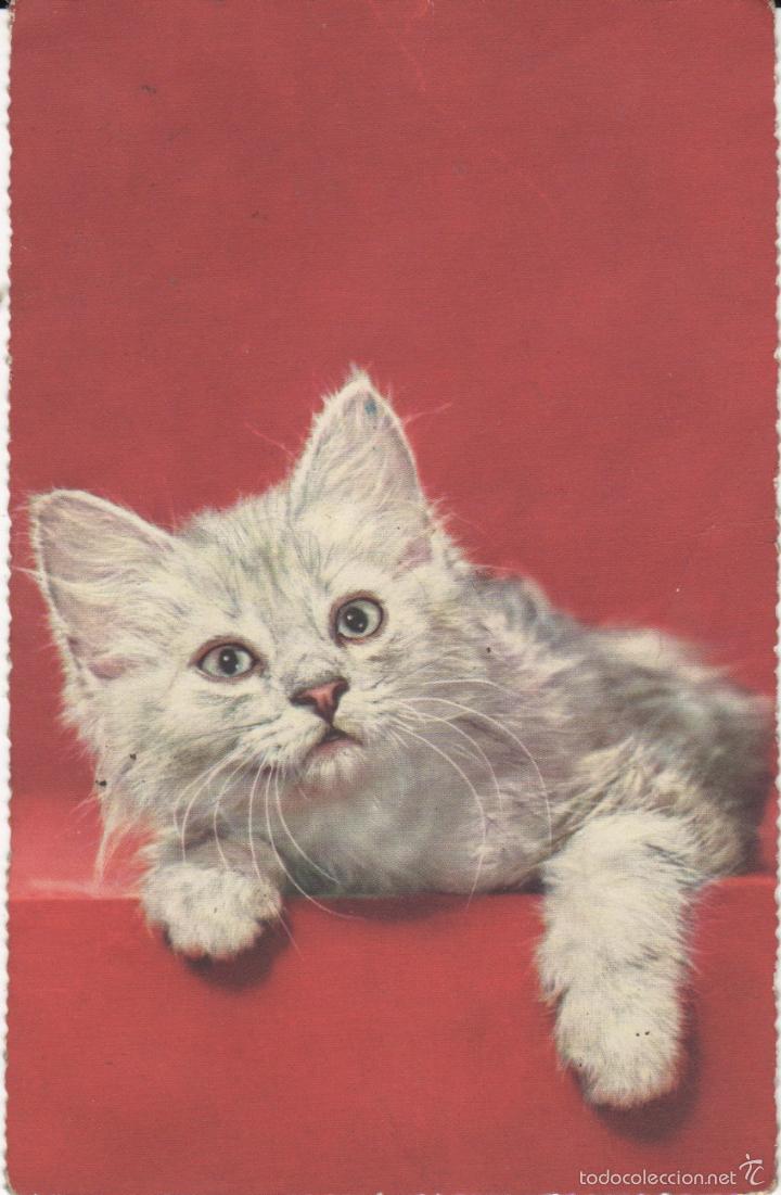 Postais: postal de un gato