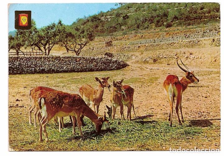 Postales: ANTILOPES POSTAL ESCUDO DE ORO - Foto 1