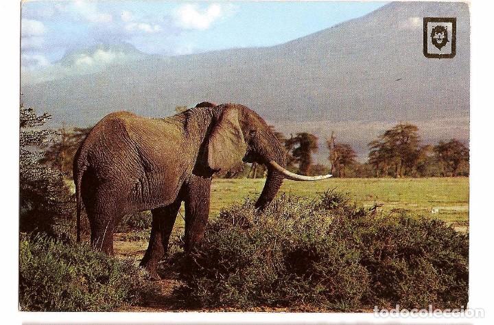 Postales: ELEFANTE . POSTAL ESCUDO DE ORO - Foto 1