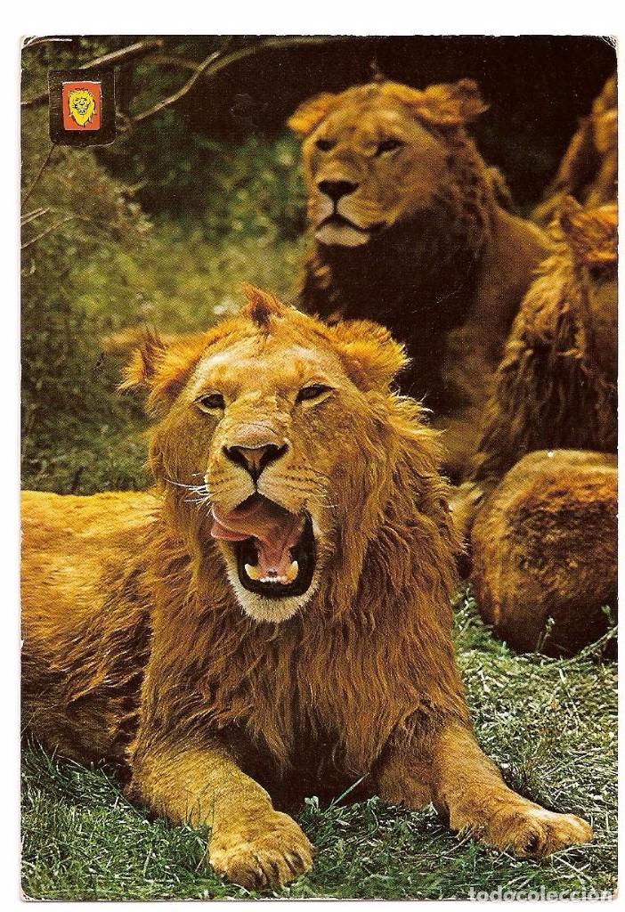 leones . postal - Buy Antique postcards of animals on todocoleccion