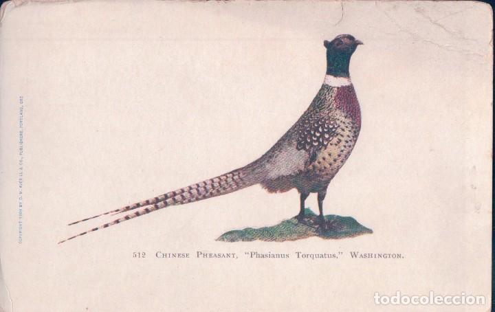 Postales: POSTAL ANTIGUA DE UN FAISAN, CHINESE PHEASANT WASHIHGTON