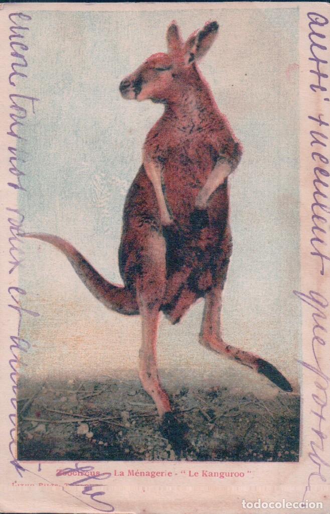 Postais: POSTAL ANTIGUA DE UN KANGURO. LA MENAGERIE LE KANGUROO, LITHO PILTE
