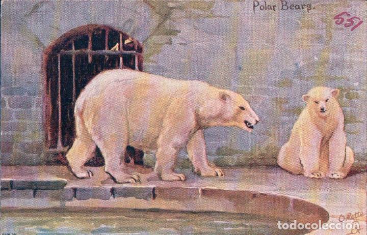 Postales: POSTALA ANTIGUA DE UN OSO POLAR. POLAR BEARS. FIRMADA POR OILETTE9152 STUDIES AT THE ZOO SER II
