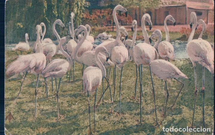 Postais: POSTAL ANTIGUA FLAMENCOS . FLAMINGOS